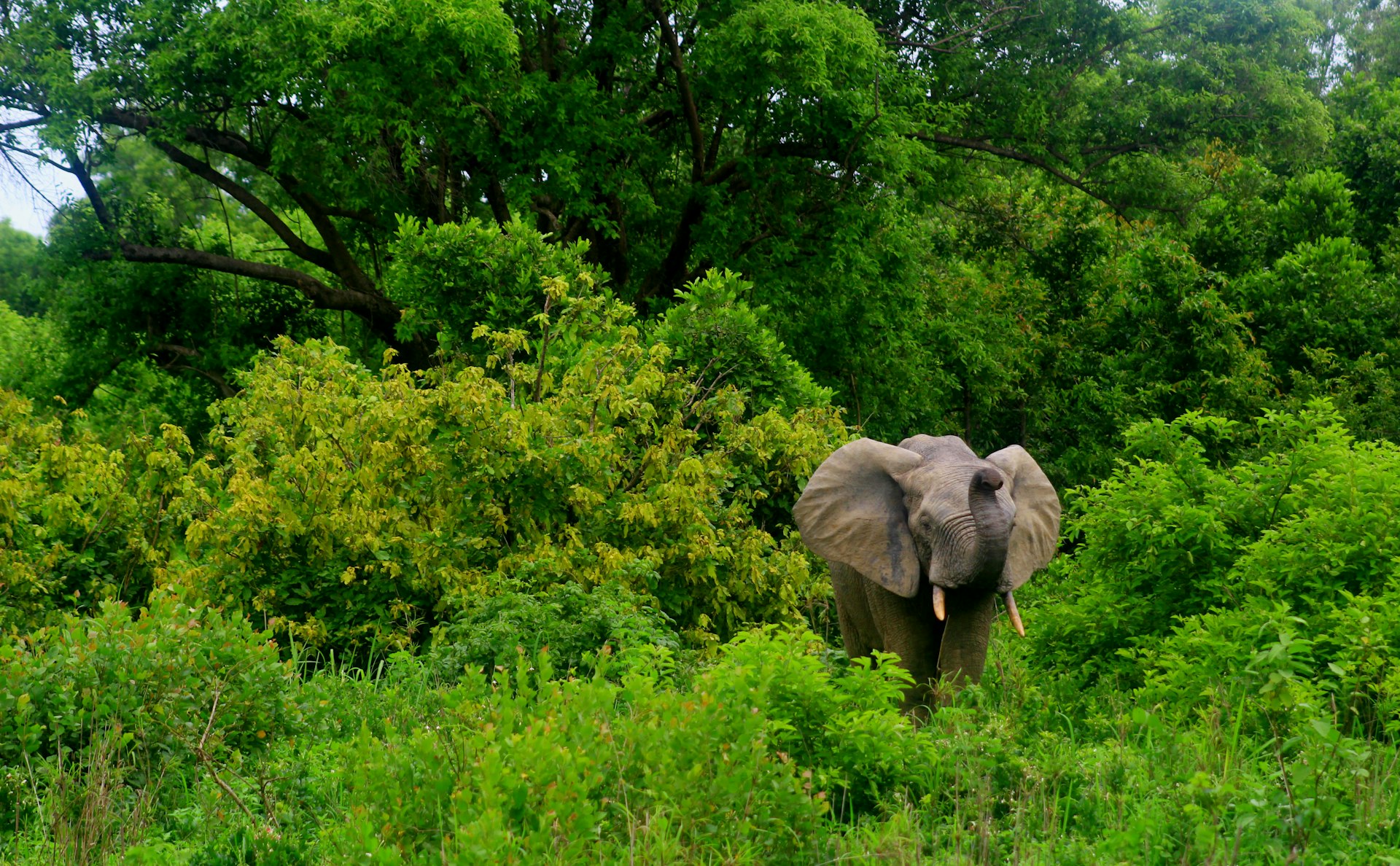 An elephant emerging from green bush at Mole National Park, Ghana